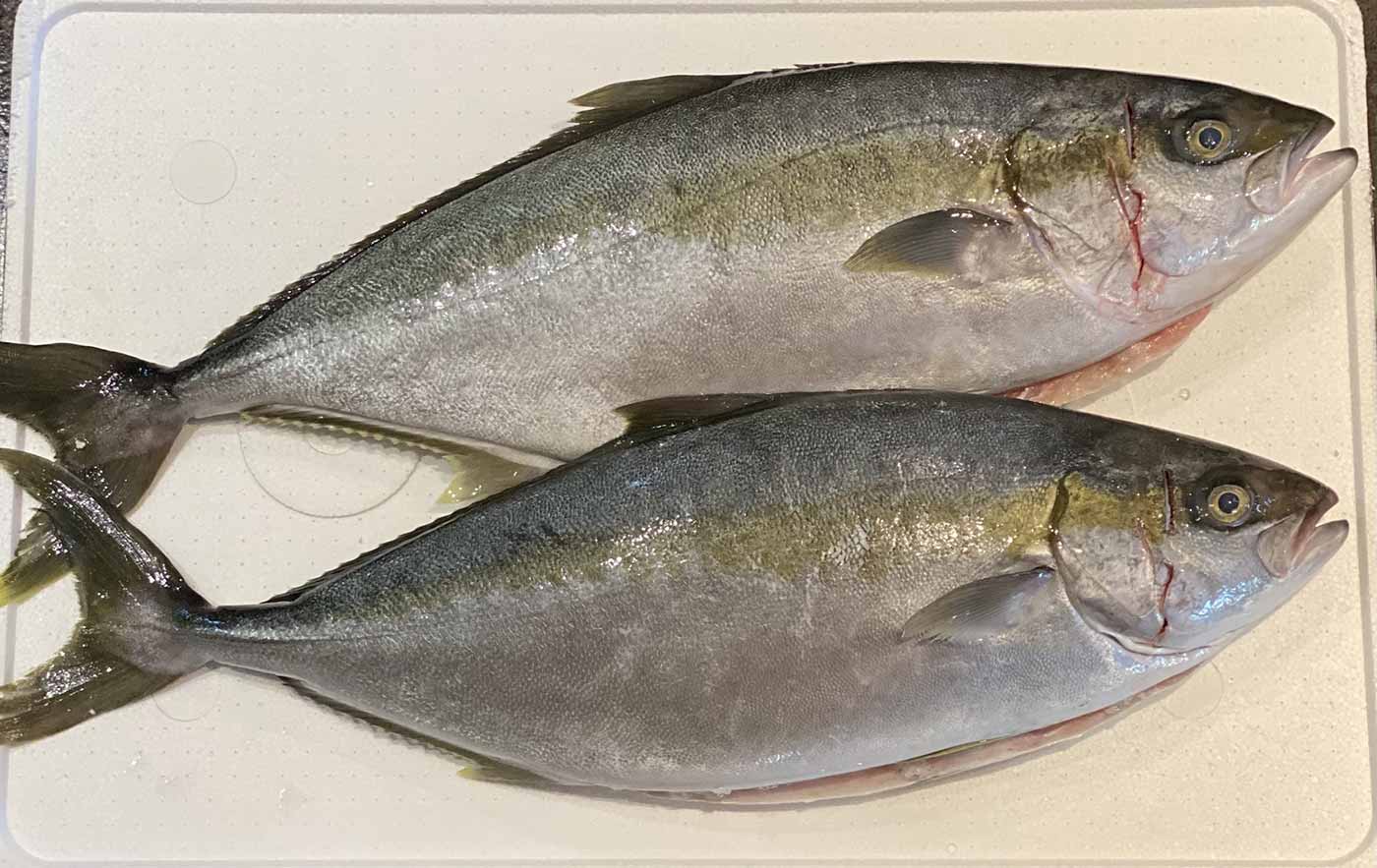 Fischers Fritze fischt frische Fische
